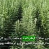 بررسی عملكرد ارقام كنجد و مناسب ترين تاريخ كاشت در شرايط تنش كم آبی در منطقه بهبهان