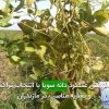 افزايش عملكرد دانه سويا با انتخاب تراكم و تغذيه مناسب در مازندران