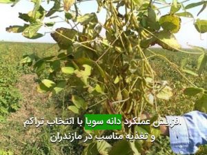 افزايش عملكرد دانه سويا با انتخاب تراكم و تغذيه مناسب در مازندران