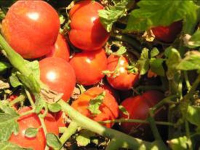 میزان مناسب نیتروژن جهت تولید گوجه فرنگی بدون نیترات