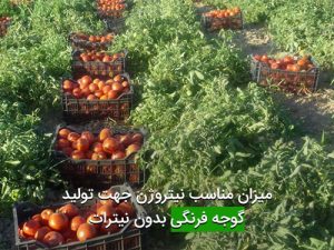 ميزان مناسب نيتروژن جهت توليد گوجه فرنگی بدون نيترات