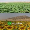 آفتابگردان رقم برزگر
