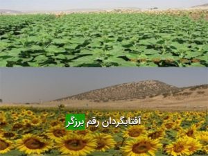 آفتابگردان رقم برزگر