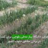 معرفی جايگاه پياز محلی بلوچی برای كشت در برخی مناطق جنوب كشور