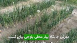 معرفی جايگاه پياز محلی بلوچی برای كشت در برخی مناطق جنوب كشور