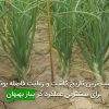 مناسب ترين تاريخ كاشت و رعایت فاصله بوته ها برای بيشترين عملكرد در پياز بهبهان