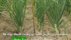 مناسب ترين تاريخ كاشت و رعایت فاصله بوته ها برای بيشترين عملكرد در پياز بهبهان