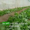 رقم، تراكم و نحوه كشت كاهو پيچ در شرايط گلخانه