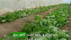 رقم، تراكم و نحوه كشت كاهو پيچ در شرايط گلخانه