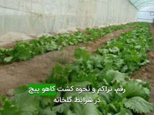 رقم، تراكم و نحوه كشت كاهو پيچ در شرايط گلخانه