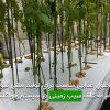 محلول غذايی مناسب براي توليد مينی تيوبر ارقام مختلف سيب زمينی در سيستم هواكشت