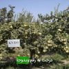 درخت به رقم ويدوجا