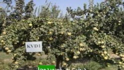 درخت به رقم ويدوجا