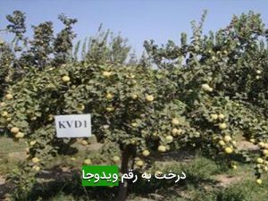 درخت به رقم ويدوجا