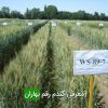 معرفی گندم رقم بهاران