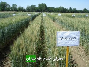 معرفی گندم رقم بهاران