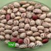 معرفی لوبیا چیتی رقم کوشا