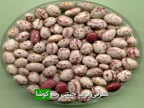 معرفی لوبیا چیتی رقم کوشا