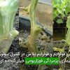 معرفی فولزایم و فولزایم پلاس در کنترل بیولوژیک بیماری پژمردگی فوزاریومی خیار گلخانه ای