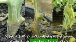معرفی فولزایم و فولزایم پلاس در کنترل بیولوژیک بیماری پژمردگی فوزاریومی خیار گلخانه ای