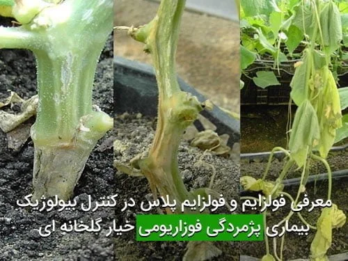معرفی فولزایم و فولزایم پلاس در کنترل بیولوژیک بیماری پژمردگی فوزاریومی خیار گلخانه ای
