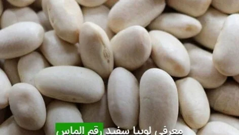 لوبیا سفید رقم الماس