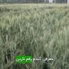 گندم رقم نارین