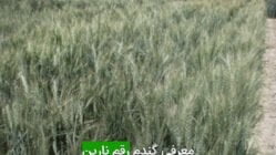 گندم رقم نارین