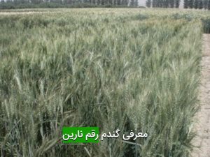 گندم رقم نارین