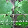معرفی قارچ‌کش میلدیوکیور در کنترل بیماری سفیدک پودری خیار در شرایط مزرعه و گلخانه