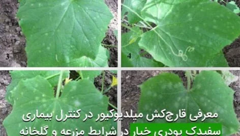 معرفی قارچ‌کش میلدیوکیور در کنترل بیماری سفیدک پودری خیار در شرایط مزرعه و گلخانه