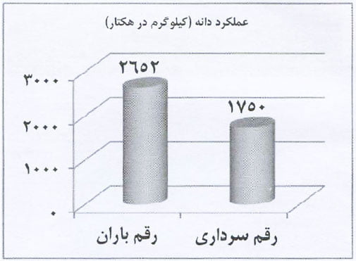 میانگین عملکرد دانه ارقام باران و سرداری در مزرعه کشاورز