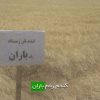 گندم رقم باران