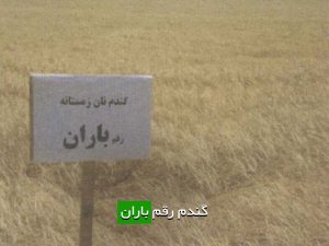 آشنایی با گندم رقم باران و توصیه‌های کشت برای کشاورزان