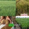 گندم رقم احسان