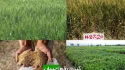 گندم رقم احسان