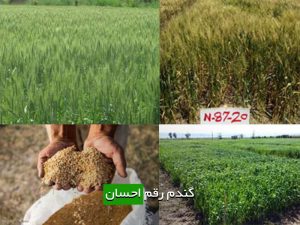 گندم رقم احسان