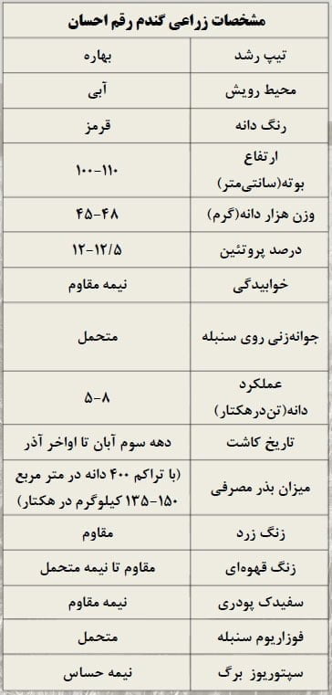 گندم رقم احسان