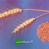 گندم رقم تجن