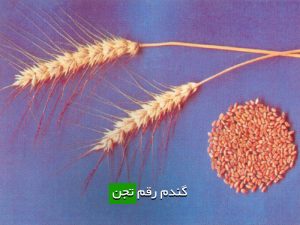 آشنایی با گندم رقم تجن و توصیه‌های کشت برای کشاورزان