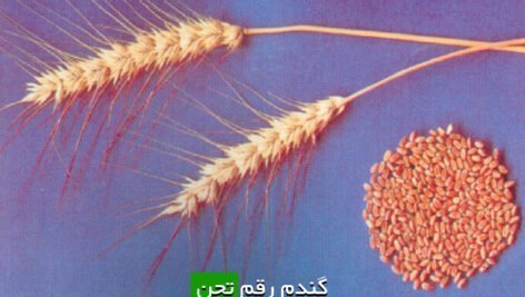 گندم رقم تجن