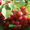 گیلاس رقم عدلی