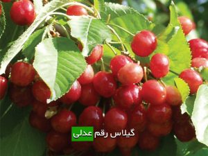 گیلاس رقم عدلی