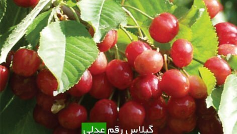 گیلاس رقم عدلی