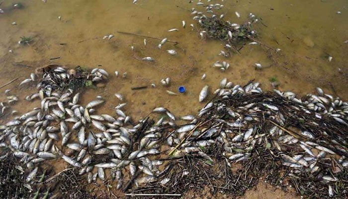 مرگ ماهی ها بر اثر آب آلوده