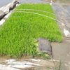 پرورش نشای مناسب کشت مکانیزه برنج بدون نیاز به جعبه نشا