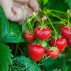 معرفی توت فرنگی به عنوان کشت جایگزین خیار و ایجاد تنوع در تولیدات گلخانه ای