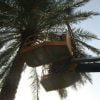 مکانیزاسیون در نخلستان ها