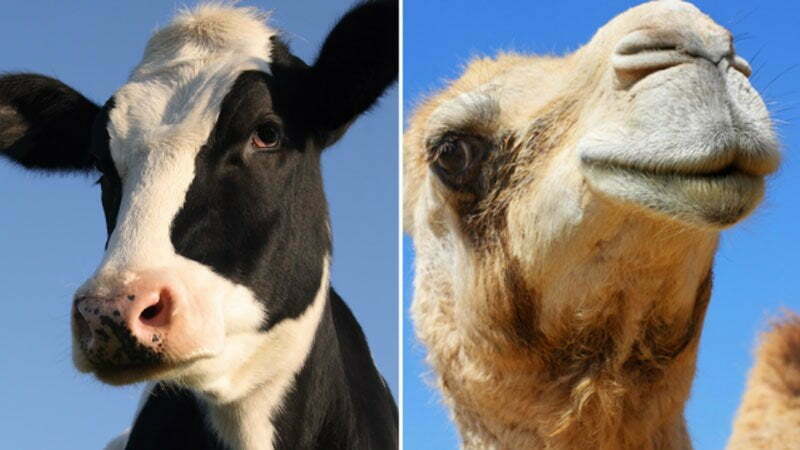 مقایسه شیر شتر با شیر گاو