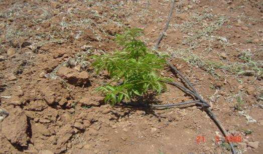 نمایی از آرایش لوپ